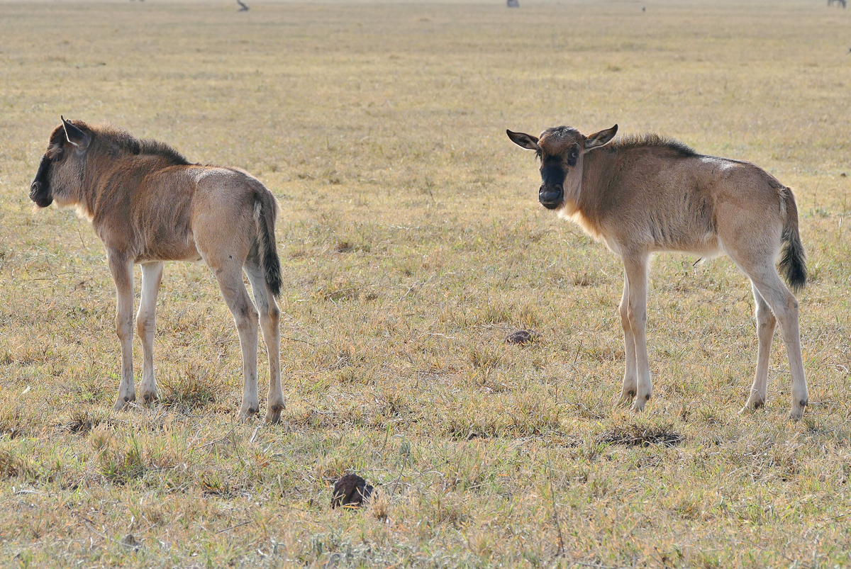 Junge Gnu Kälber im Ngorongoro Krater Tansania