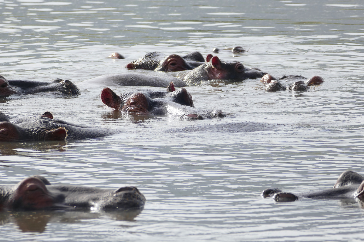 Hippo Pool im Ngorongoro Krater