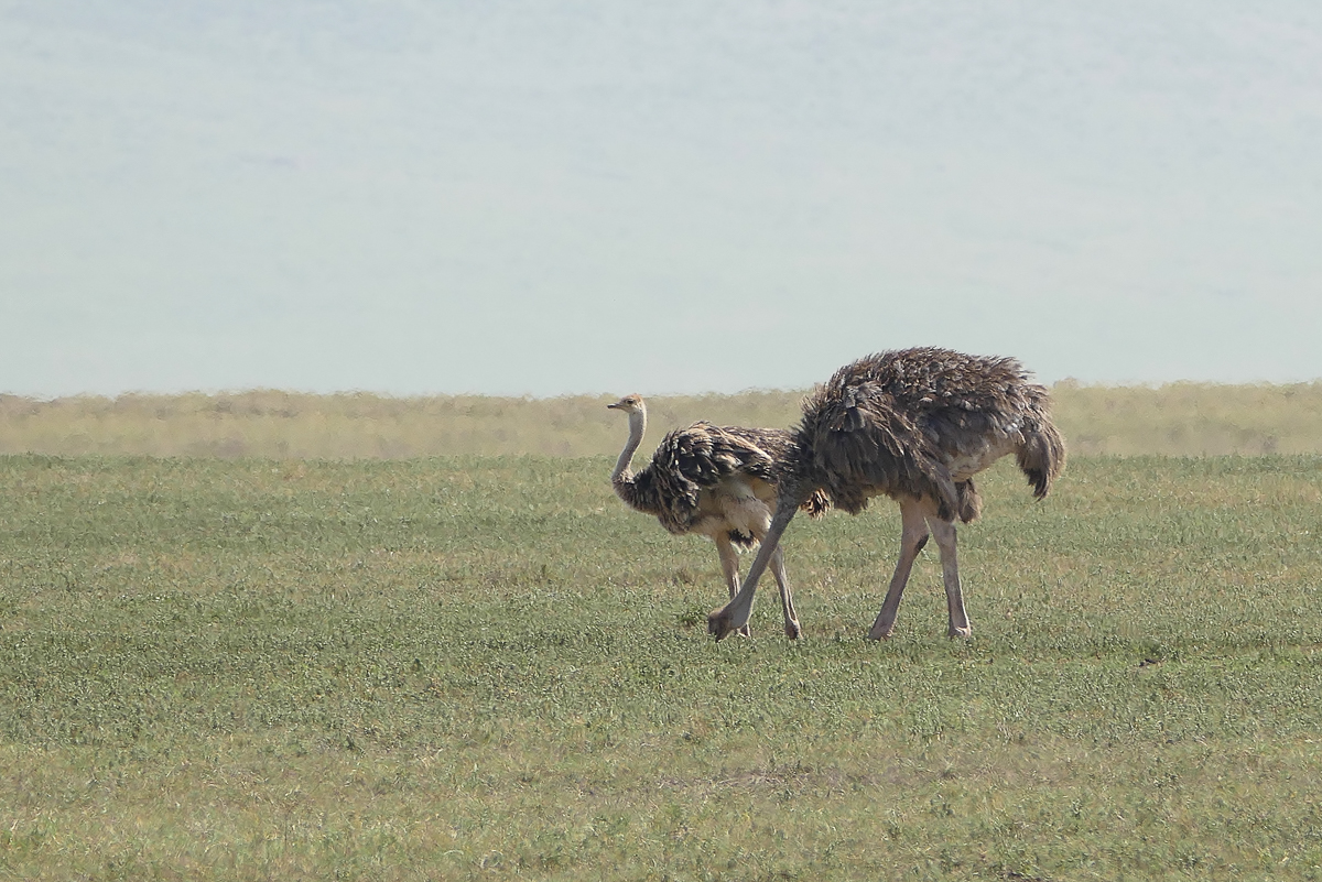 Die imposanten Strauße beheimaten den Ngorongoro Krater