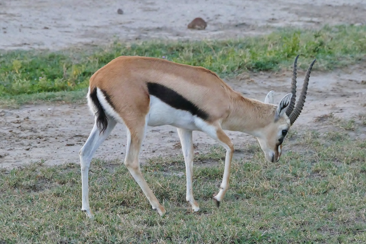 Weit verbreitet in Tansania: Die Thomson-Gazelle beim Grasen