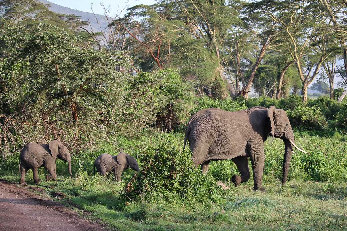 Ngorongoro Krater Tansania-24.jpg