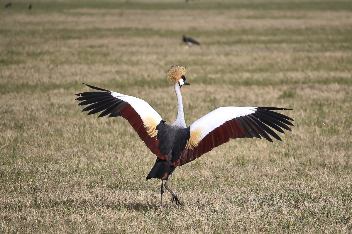 Grey crowned crane (Kronen Kranich) im Ngorongoro Krater Tansania