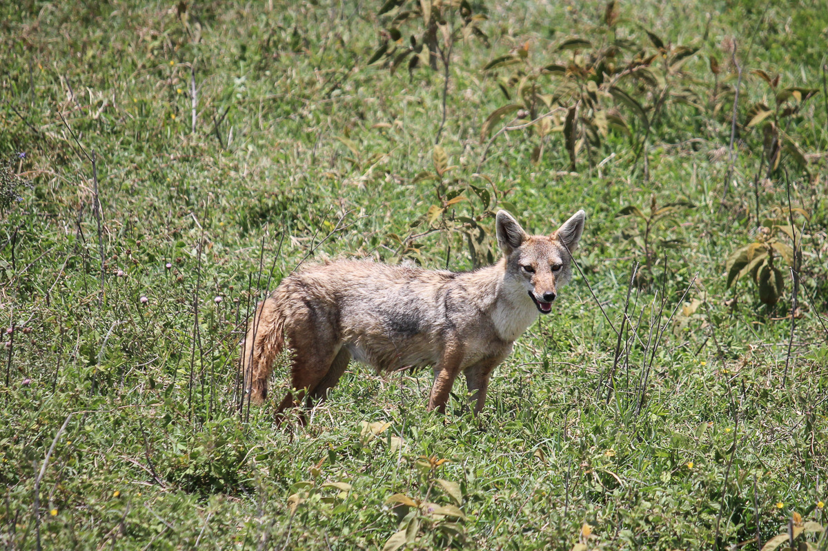 Golden Jackal im Ngorongoro Krater
