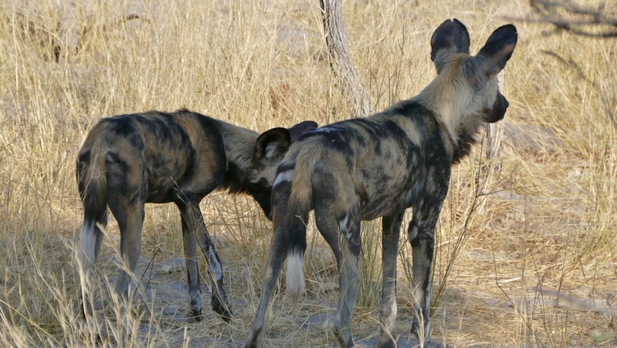Selinda Camp Botswana Wild Dogs