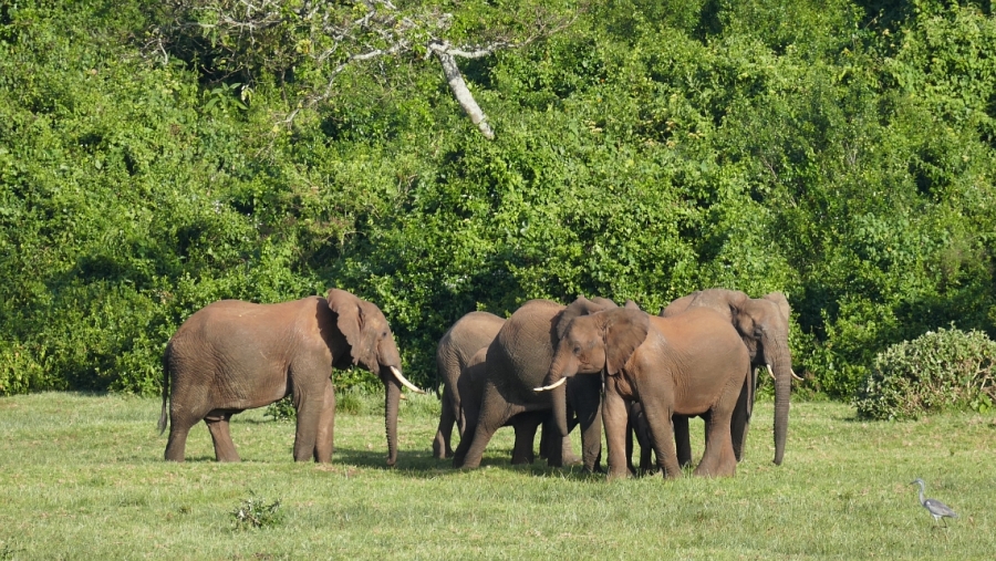 Shimba Hills Elephants Kenia
