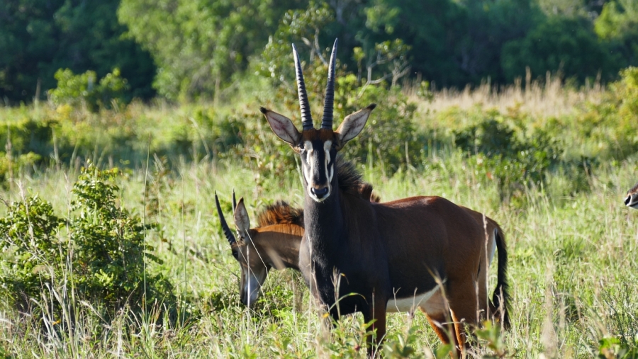 Shimba Hills Kenia Sable Antelope