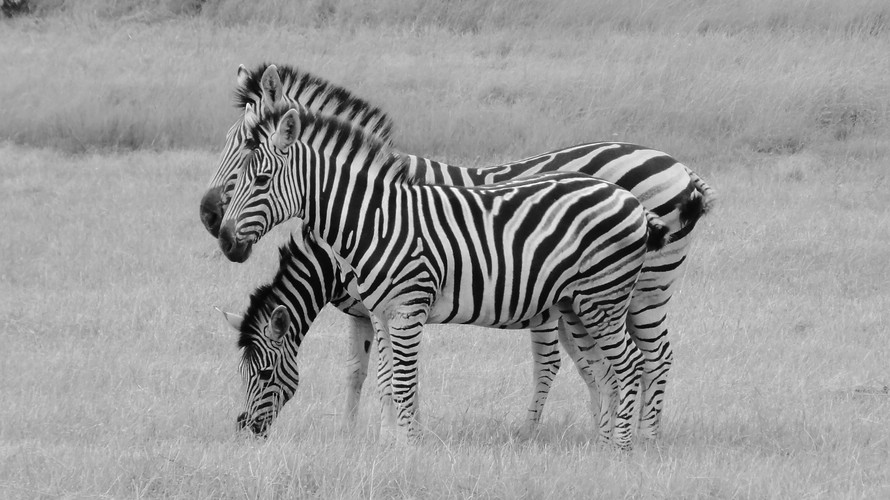 Black and white: Zebras gehören zu den afrikanischen Schönheiten