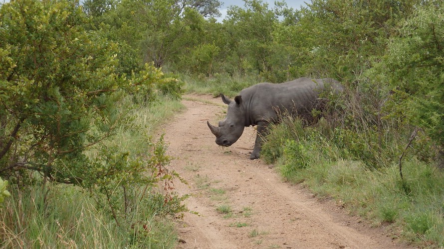 Rhino / Nashorn im Sabi Sand Reservat