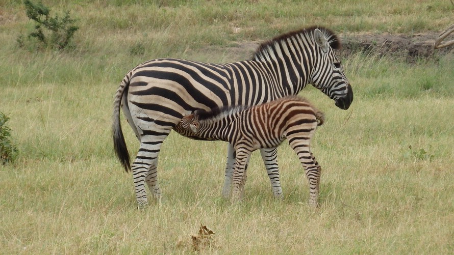 Zebra Baby und Mutter