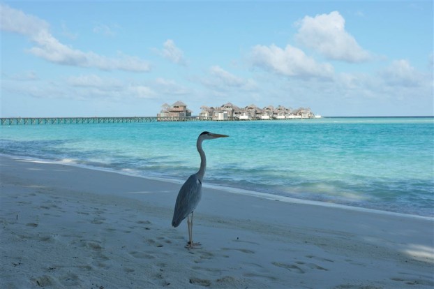 Fischreiher Malediven - Gili Lankanfushi Hotel - Grey Heron Maldives