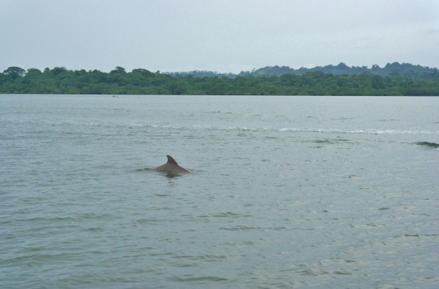 Einer der etwa 20 Delfine in der Dolphin Bay von Bocas