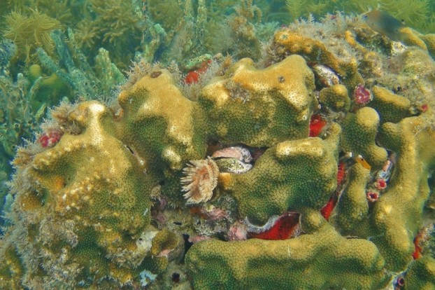 Farbenfrohe Unterwasserwelt beim Schnorcheln um Bocas del Toro