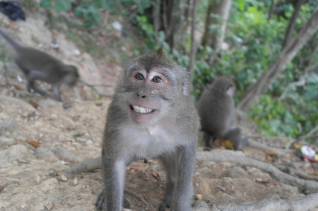 Just Smile - der Affenwald auf Lombok