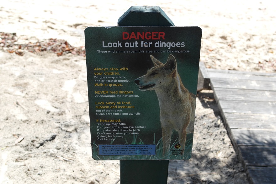 Warnschild vor Dingoes auf Fraser Island: Wir haben keine entdeckt