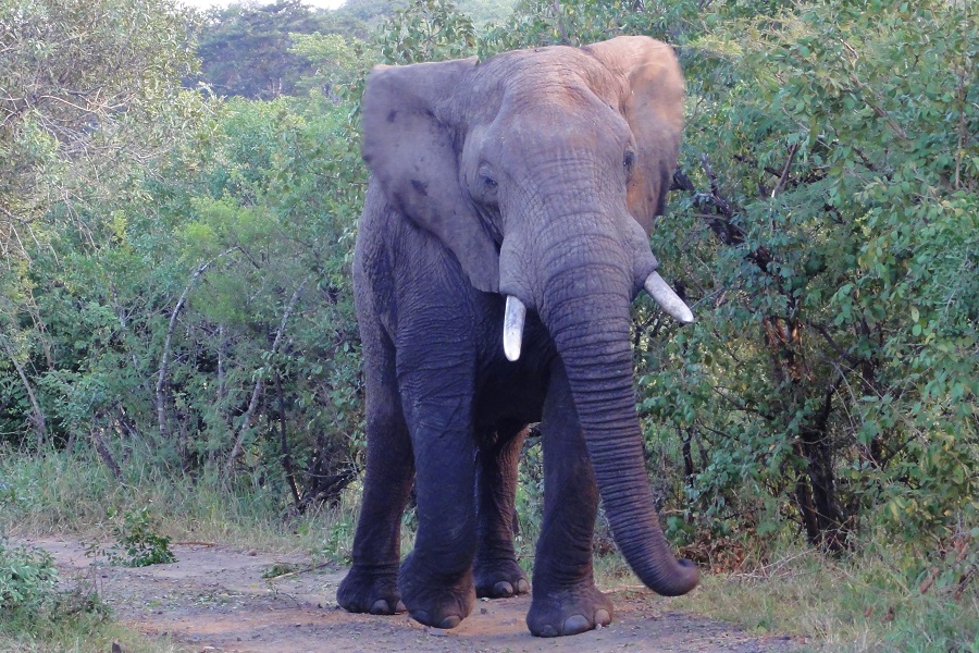Elefanten-Bullen sollten aus sicherer Distanz betrachtet werden“ class=