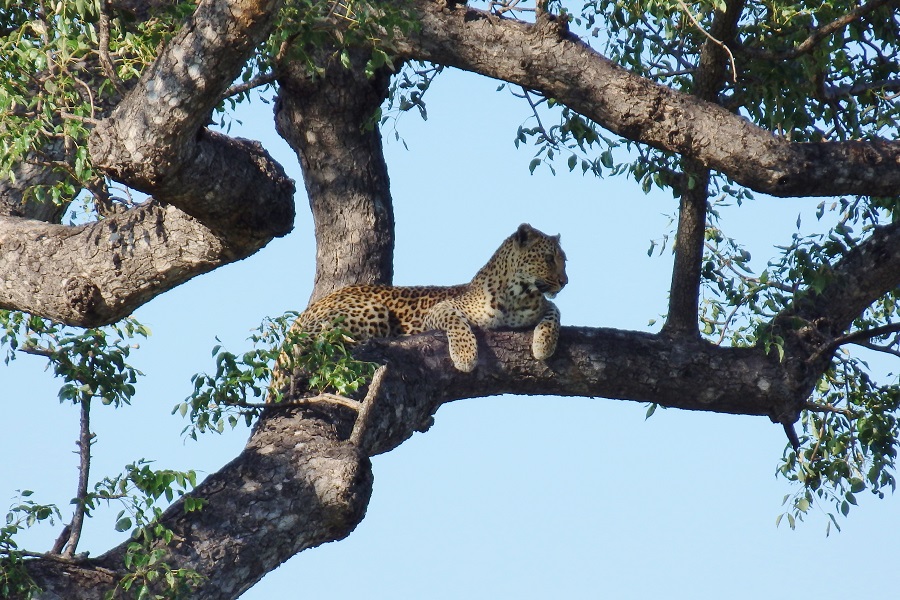 Leopard im Krüger Nationalpark (Safari Südafrika) Big Five“ class=
