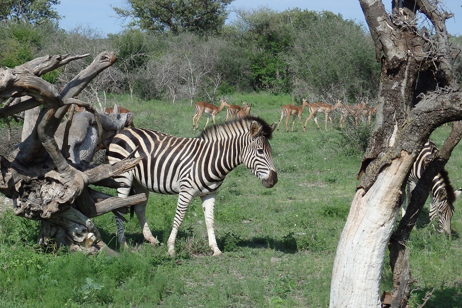 Krüger Park Südafrika: Zebras und Impalas am Straßenrand“ class=