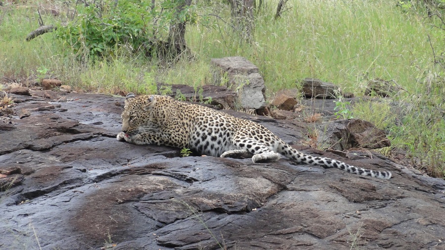 Leopard auf einer Felsformation vor unserer Singita Boulders Lodge“ class=