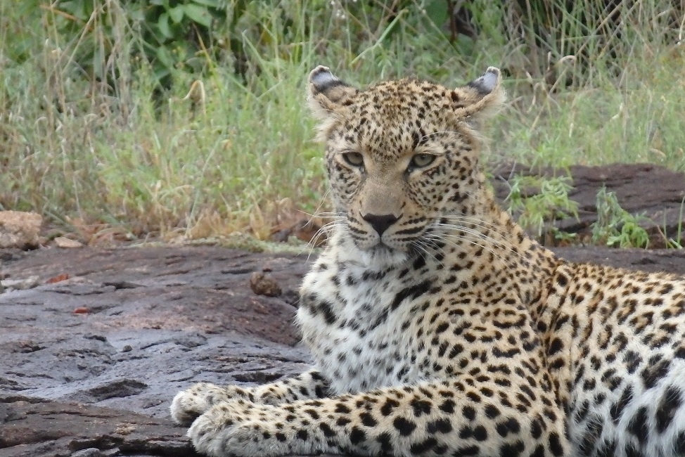 Singita Boulders: Luxus, Lifestyle und Leoparden