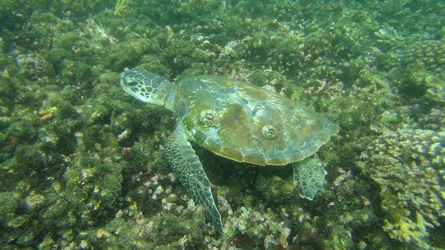 Muscat-Oman-Sea-Turtle“class=