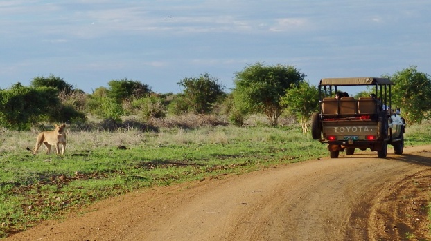 Tolle Alternative für euren Urlaub im November: Safari in Südafrika