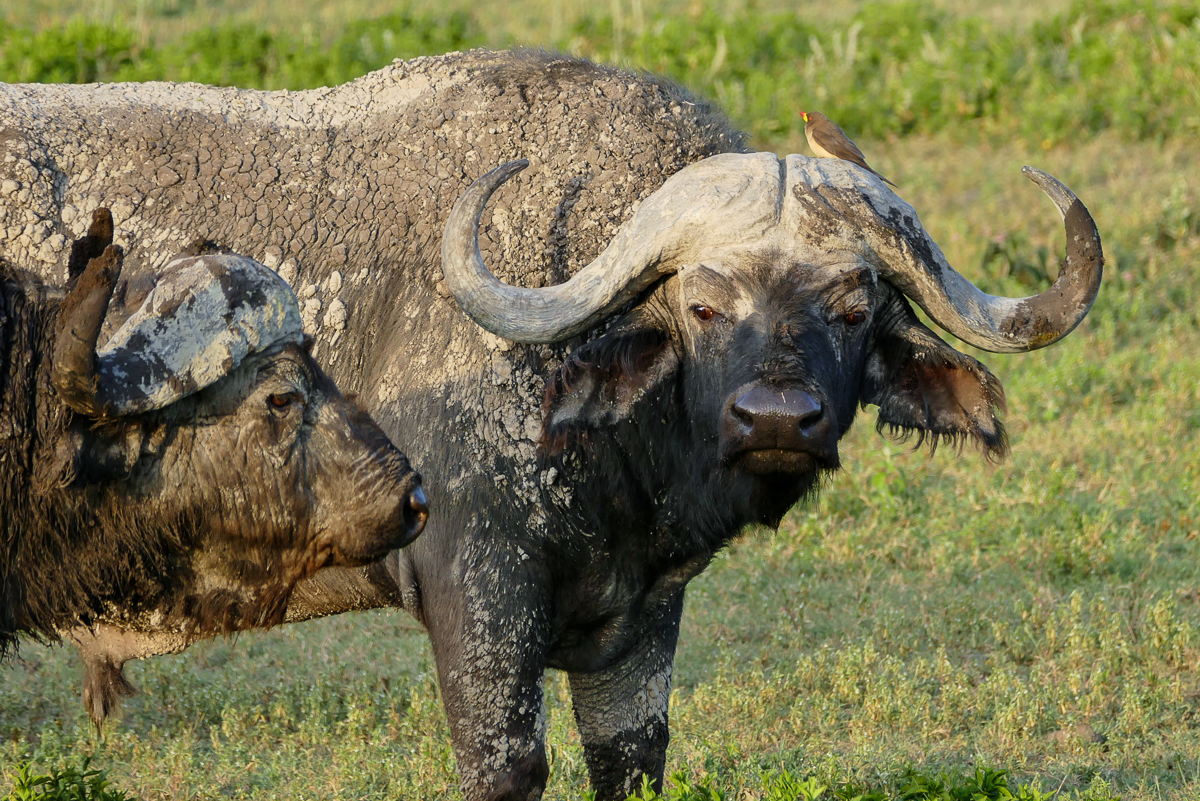 Buffalo at Ngorongoro Crater Tanzania“ srcset=