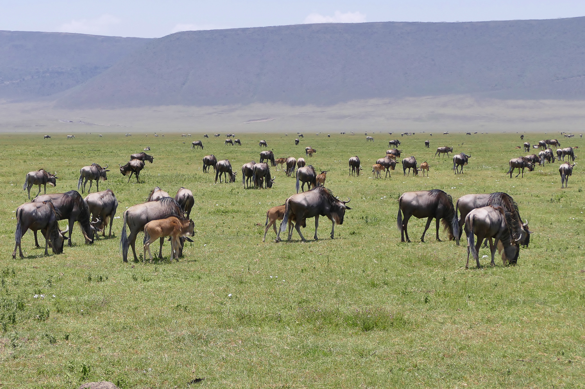 Gnus im Ngorongoro Krater Wildebeast