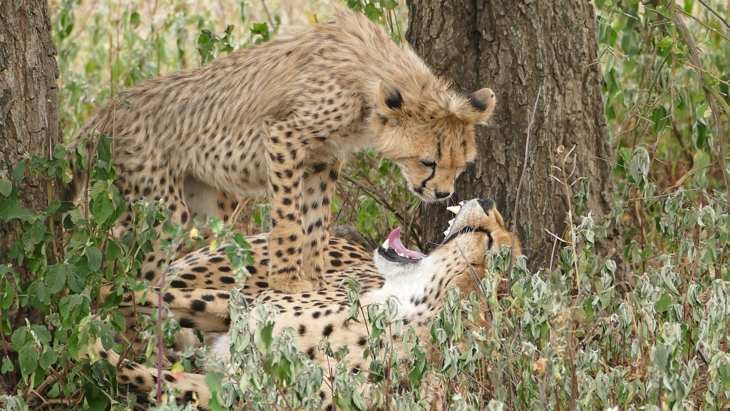 Cheetah mother with cubs Lake Ndutu