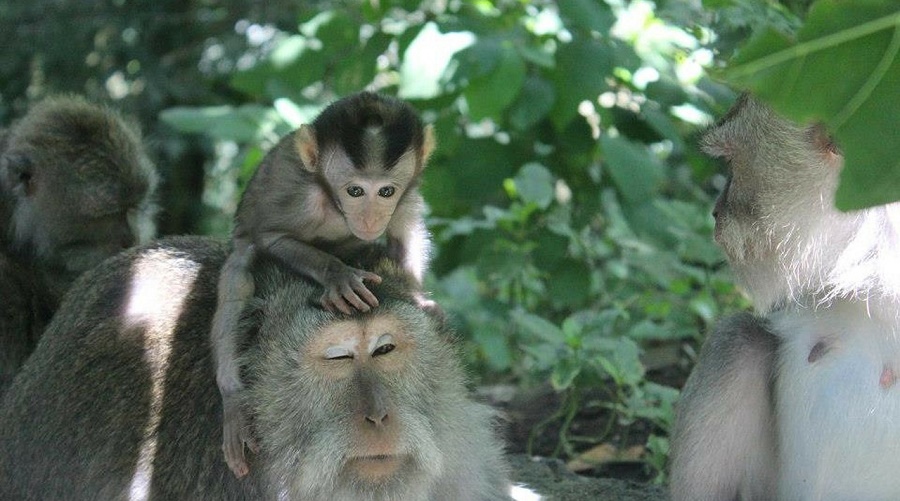 Der heilige Affenwald ist ein Highlight in Ubud