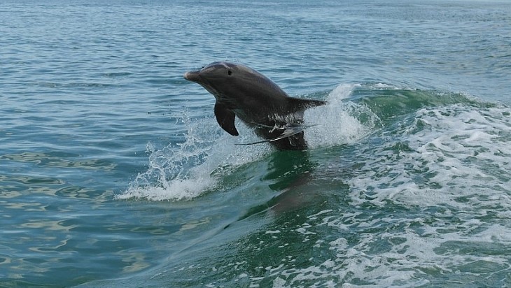 Auch Delfine mögen das Florida Klima und sind vor der Küste heimisch