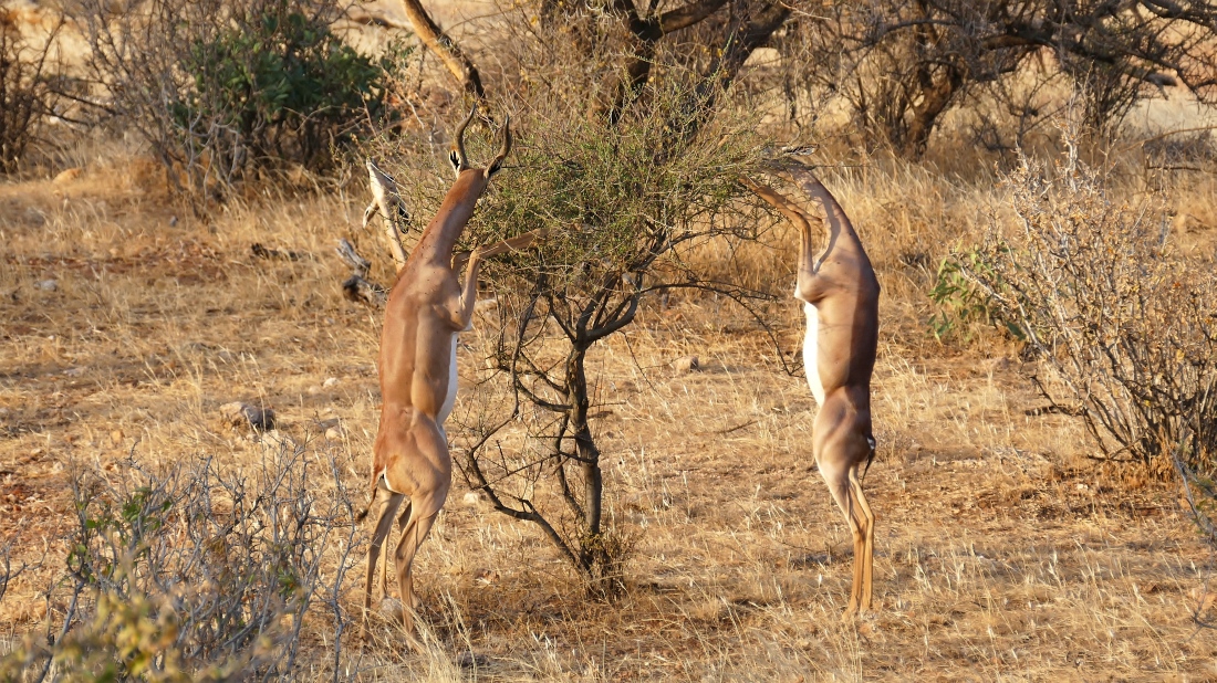 Skurril: Die seltenen Gerenuk Antilopen sind im Samburu Reservat heimisch“ srcset=