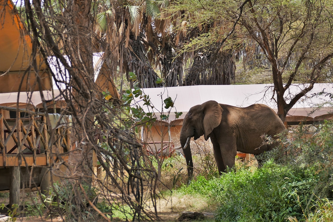 Elephant Bedroom Camp in Samburu Kenia“ class=