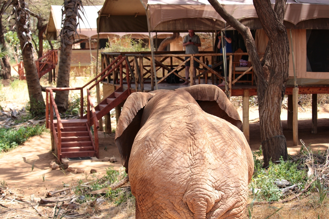 Elephants Samburu Kenia Safari“ class=