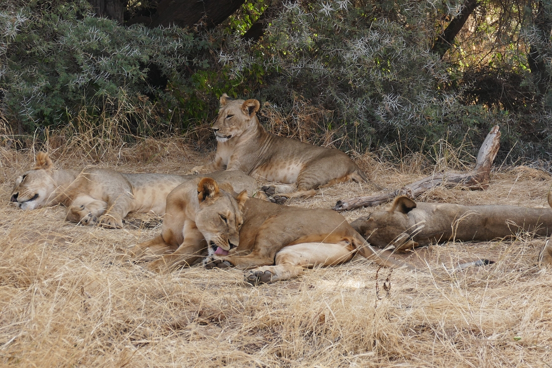 Löwen im Samburu Reserve“ class=
