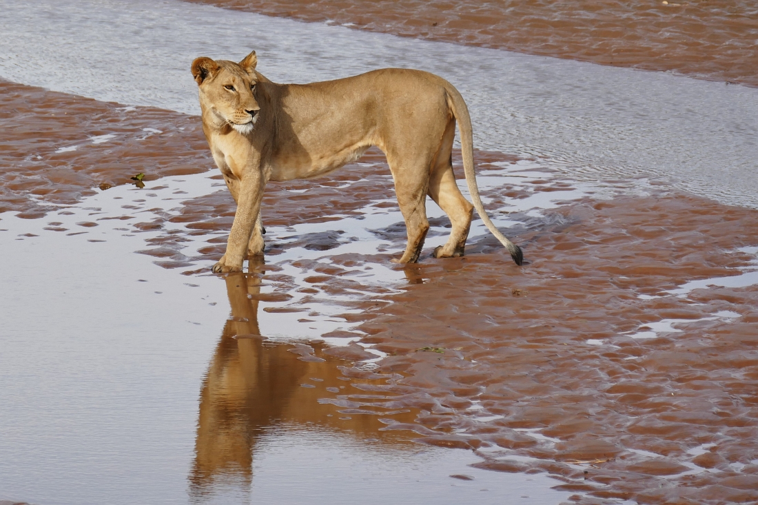 Samburu Kenia Lions“ class=