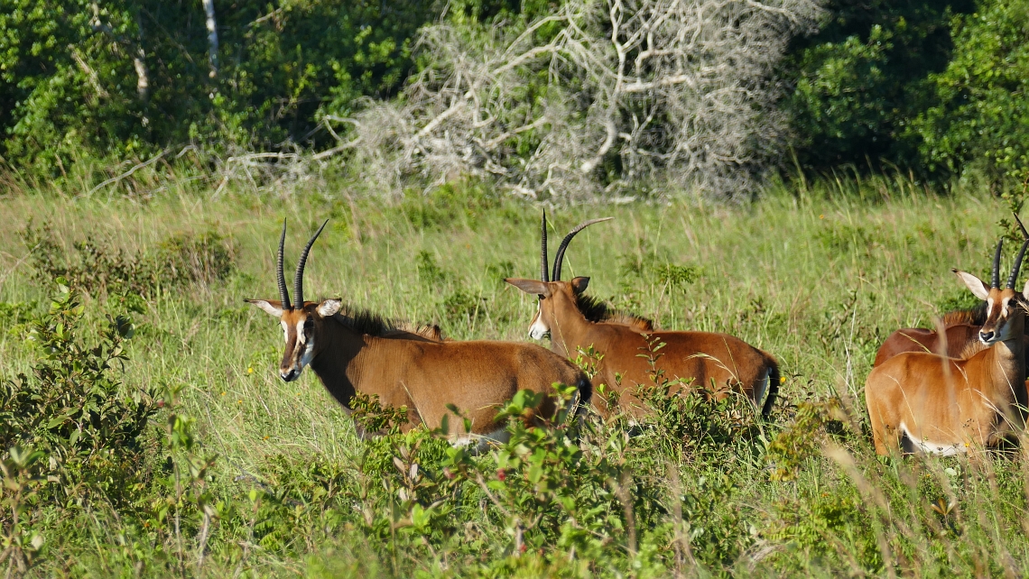 Sable Antelope Rappenantilope Shimba Hills“class=