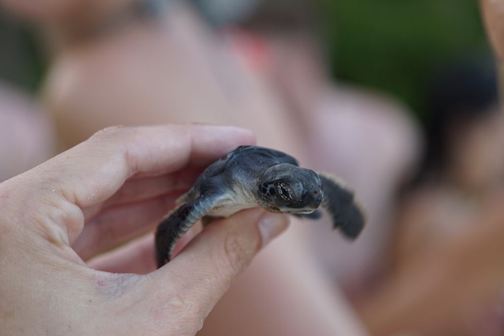 Schildkröten Baby am Strand von Yucatan