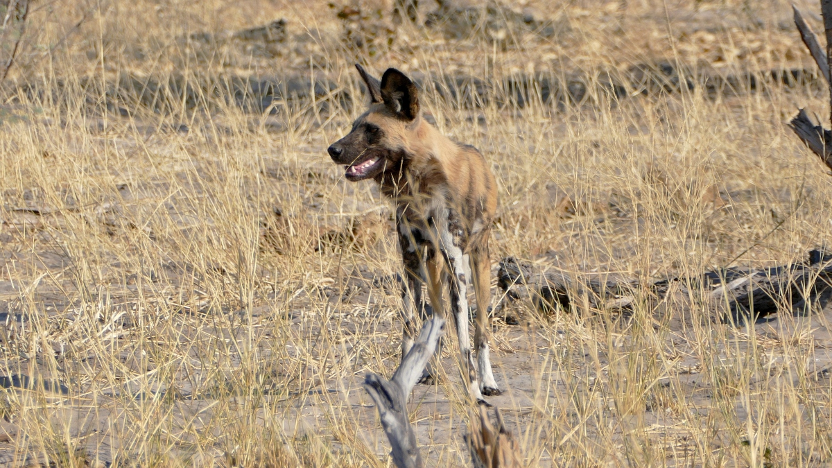 Wildhund im Selinda Reserve von Great Plains