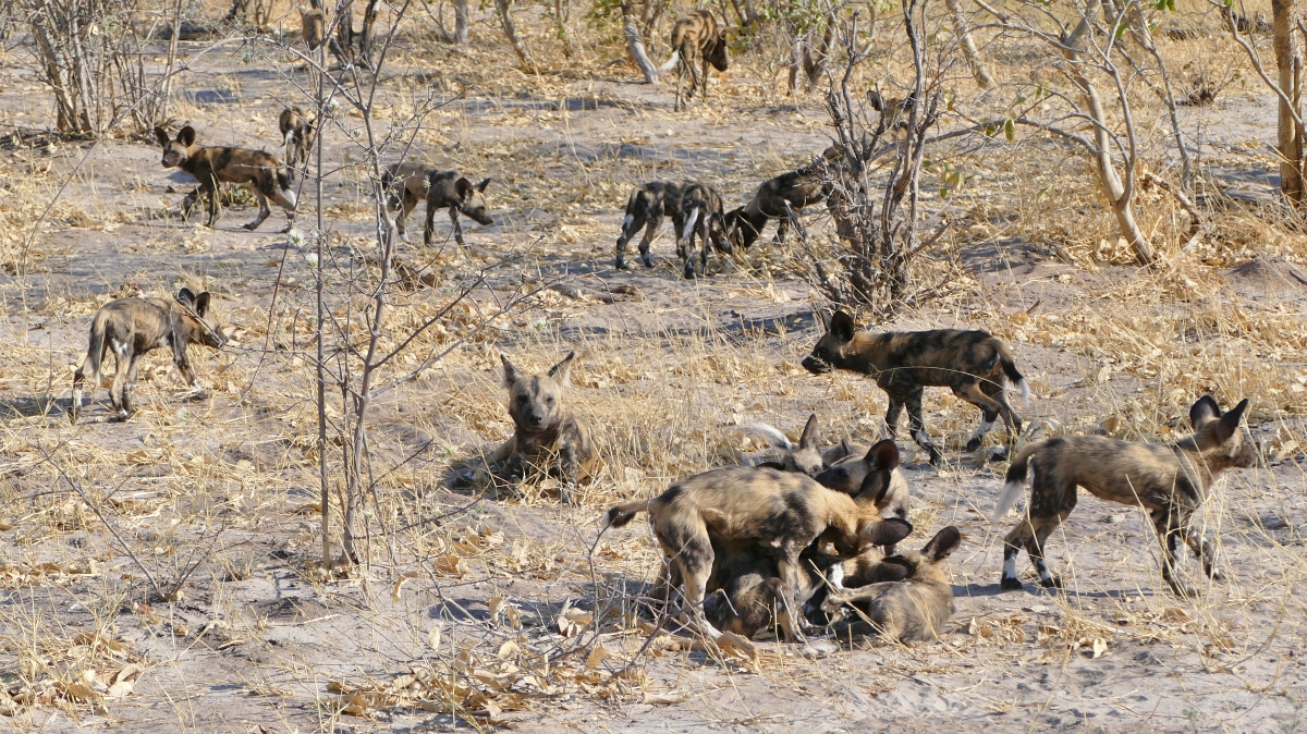 Wild Dog Den Selinda Reserve