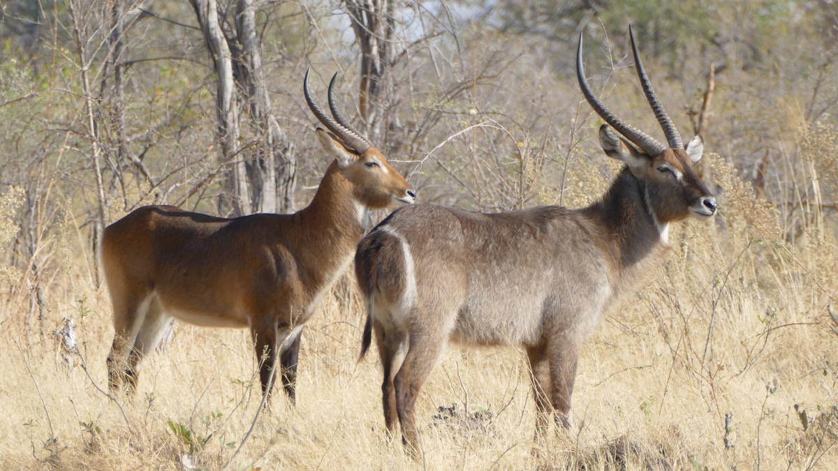 Watchwe Hybrid Antilope Lechwe Waterbuck