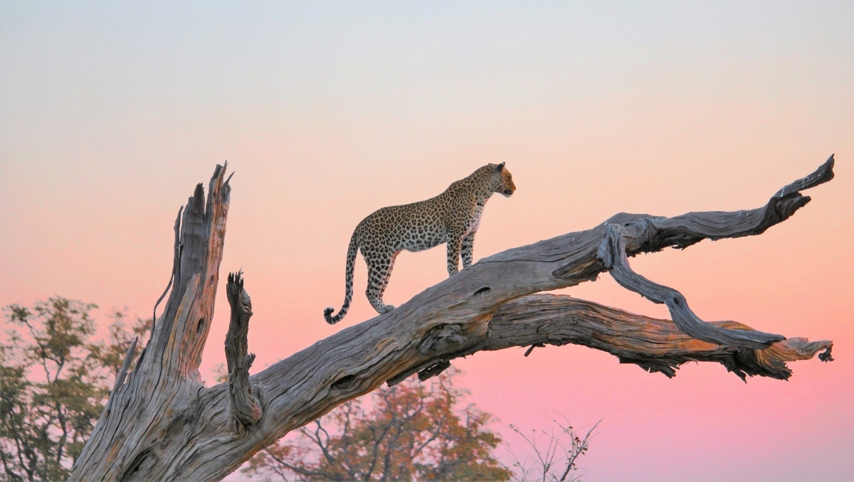 Leopard at Sunset Botswana