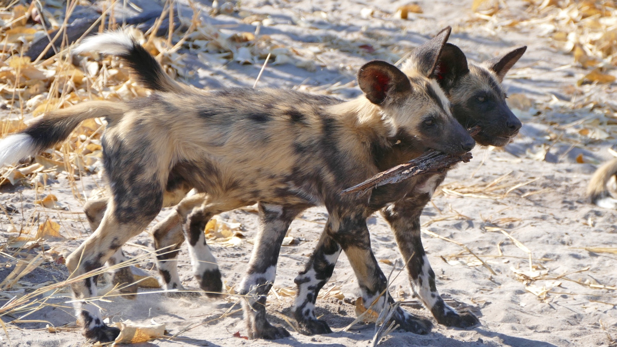 Wild Dog Pups Selinda Botswana
