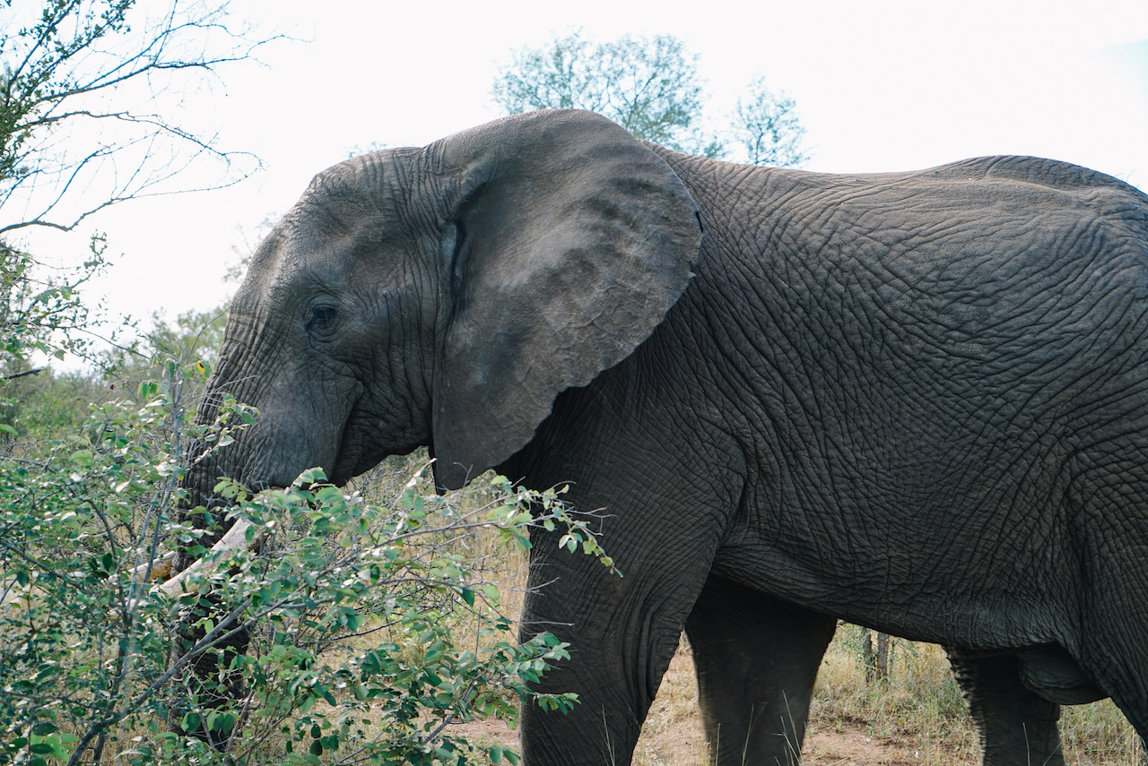 Garonga Safari Camp Elefant