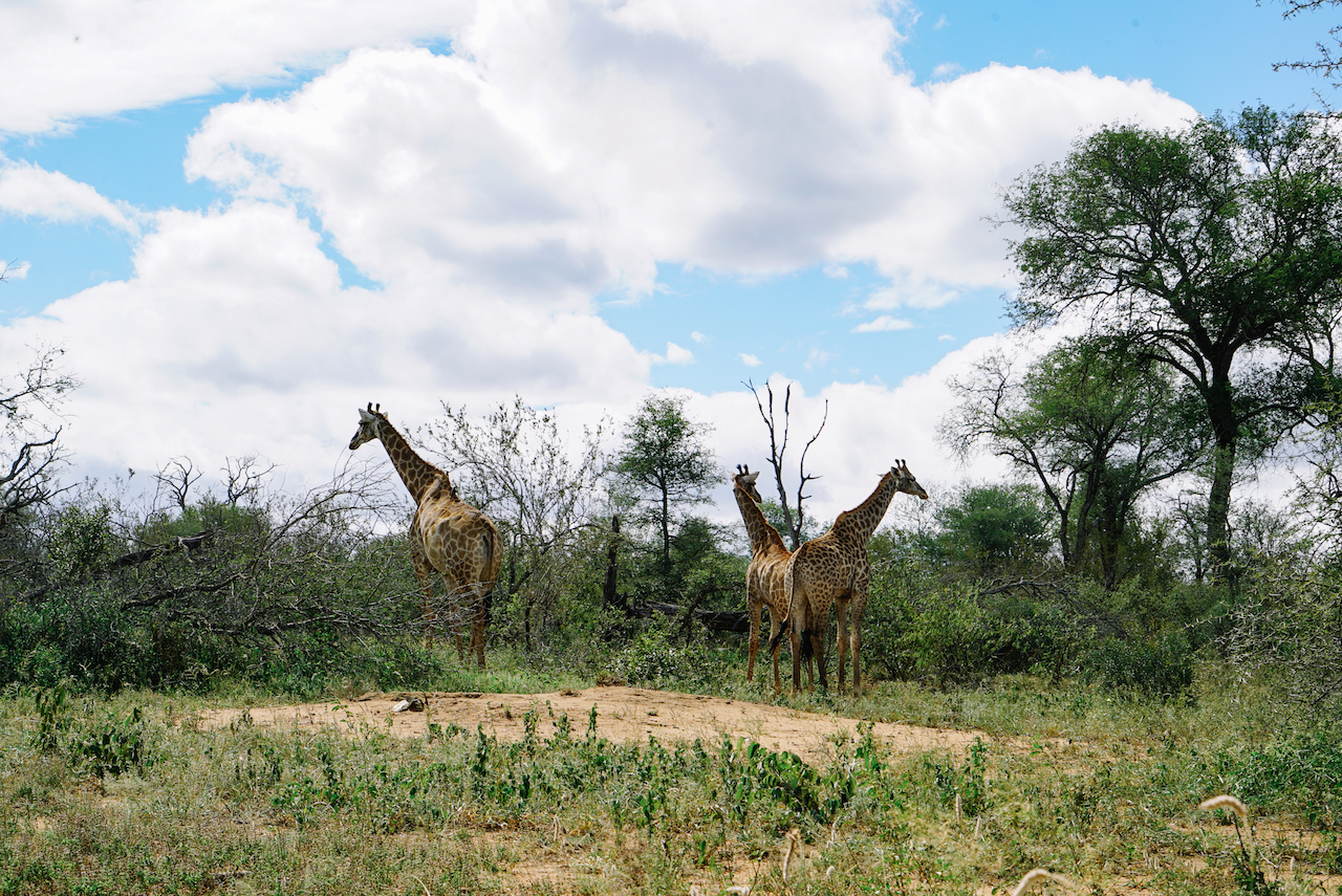 Garonga Safari Camp Giraffe