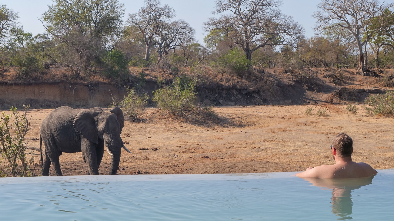 Reiseblogger Alex Mirschel Auge in Auge mit einem Elefanten in Südafrika